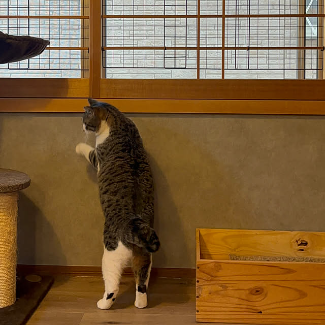butachanさんの実例写真