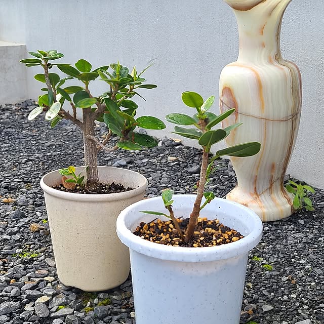 Rubiconさんの実例写真