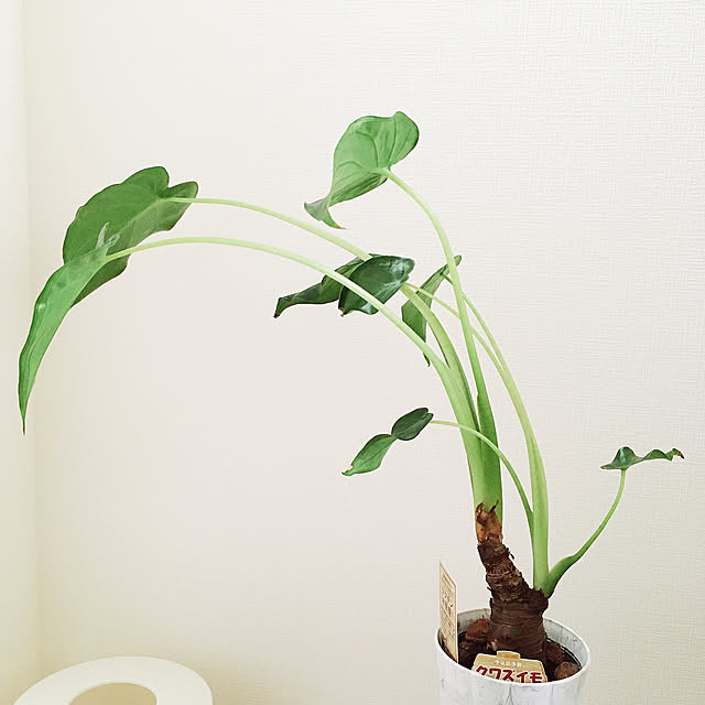 suna_kitsuneさんの実例写真