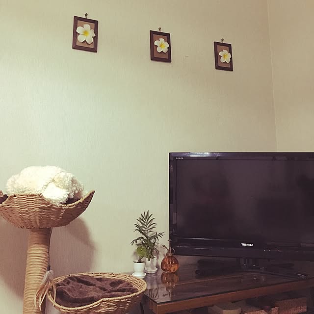 momocoさんの実例写真