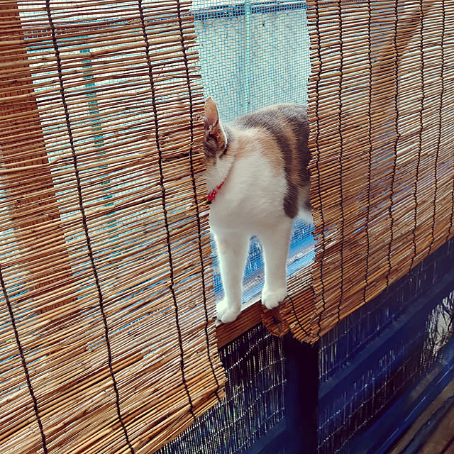 fukuさんの実例写真