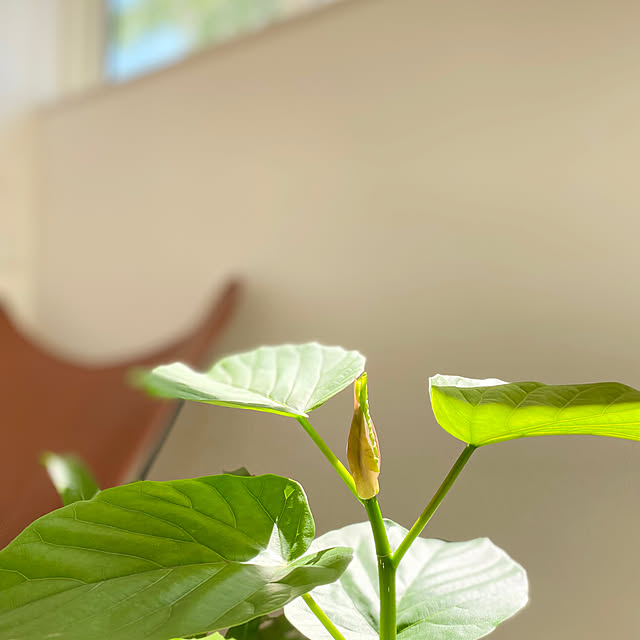 casa308さんの実例写真