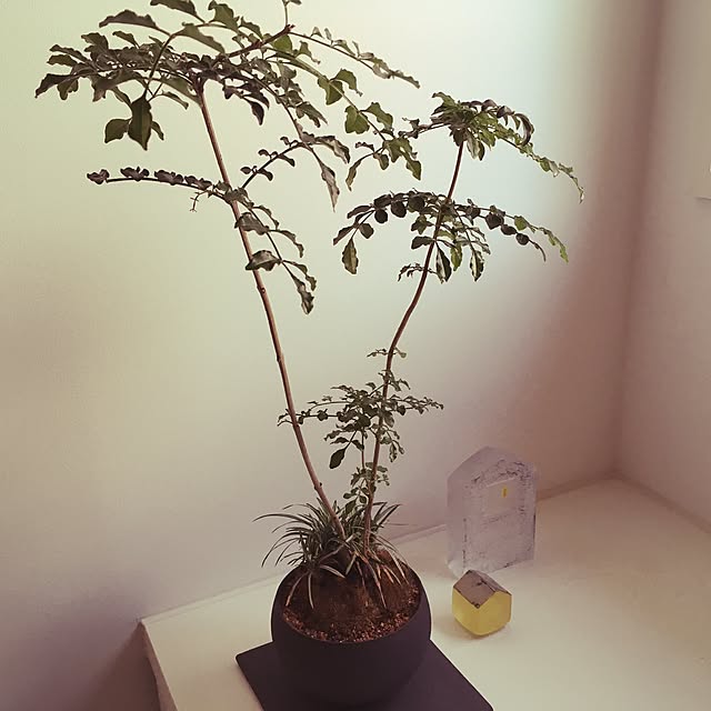 kihi08さんの実例写真