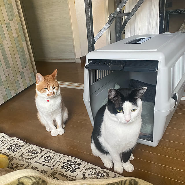 SHIHOさんの実例写真