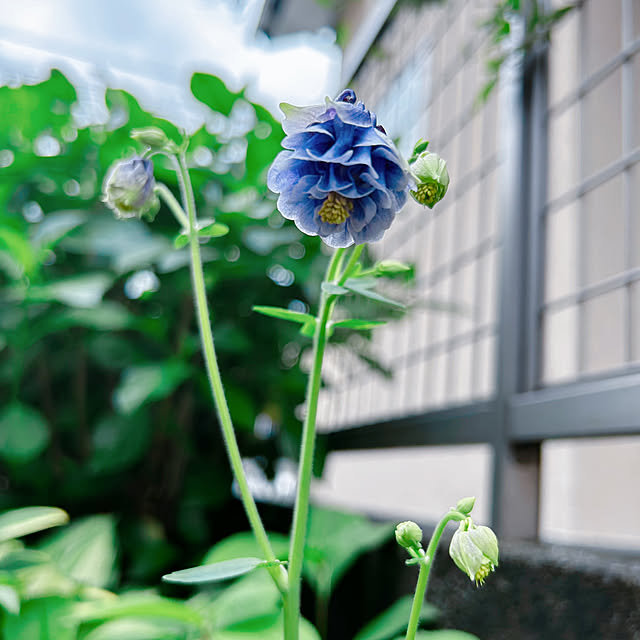 portulacaさんの実例写真