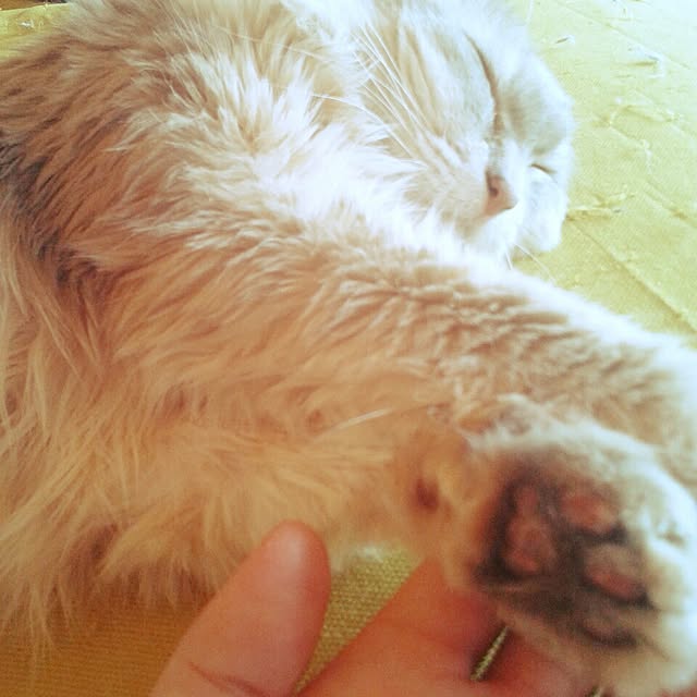 aiuekkoさんの実例写真