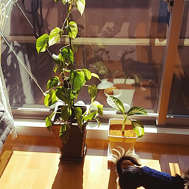 Chinatsu.Iさんの実例写真