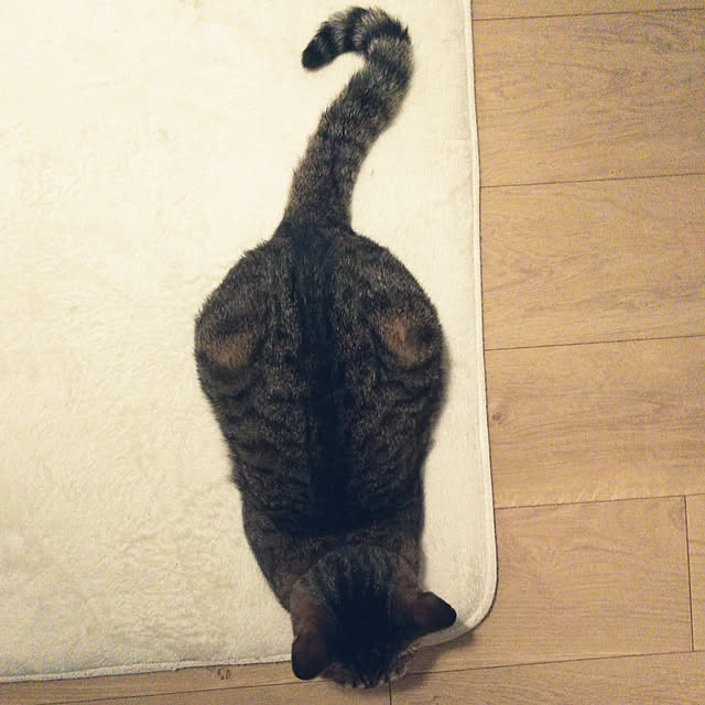 futukoさんの実例写真