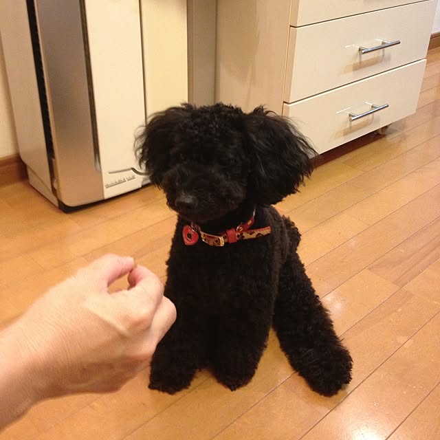 bichuさんの実例写真