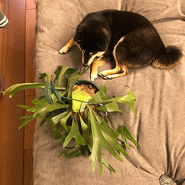nuruiさんの実例写真