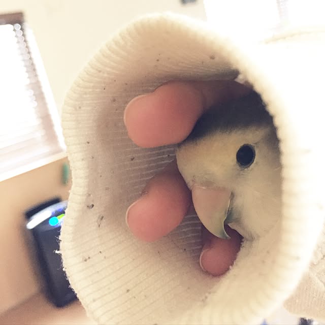 kaotanさんの実例写真