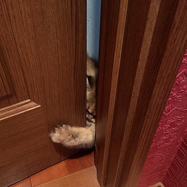butachanさんの実例写真