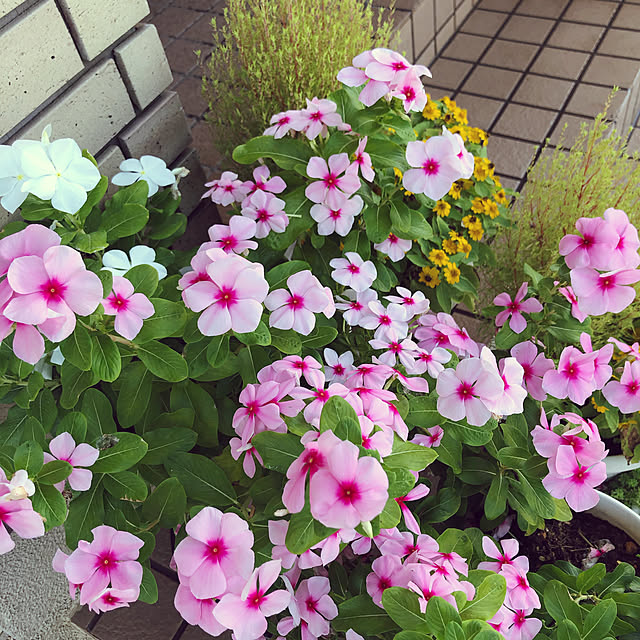 harupanさんの実例写真