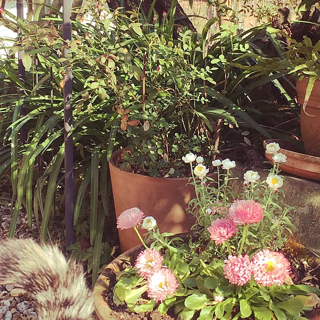 ema_panさんの実例写真