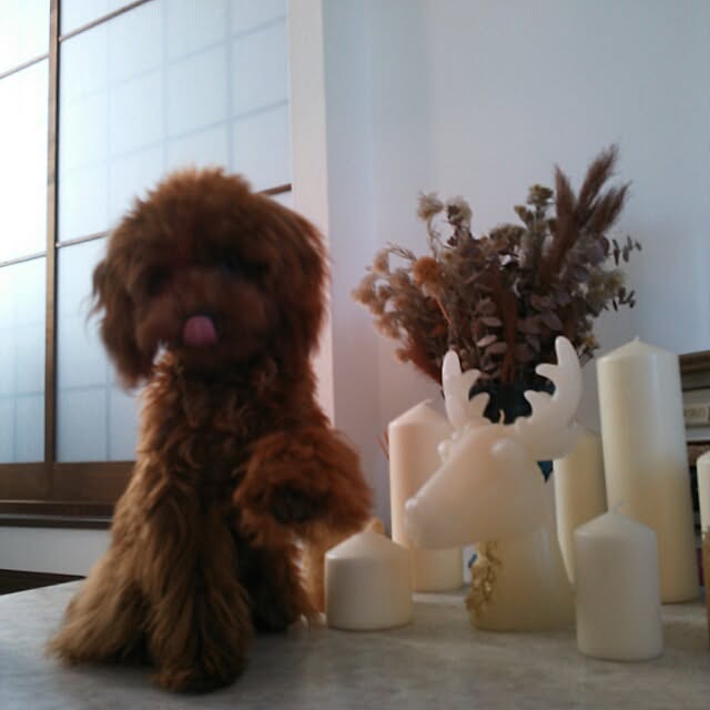 moppiさんの実例写真