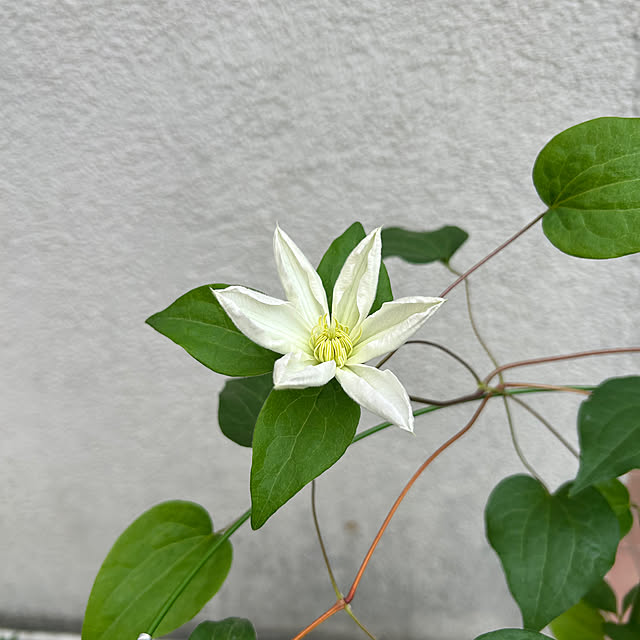 fumikoiさんの実例写真