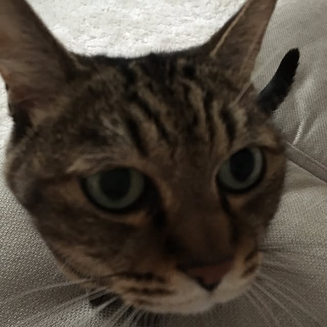 himeさんの実例写真