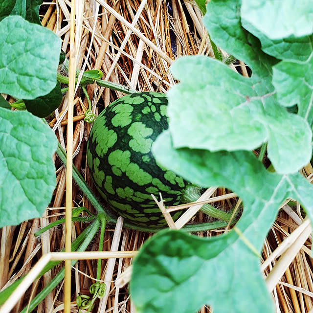 pumpkin11さんの実例写真