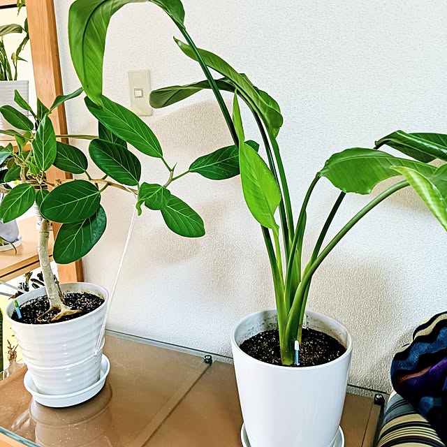 hanachanさんの部屋