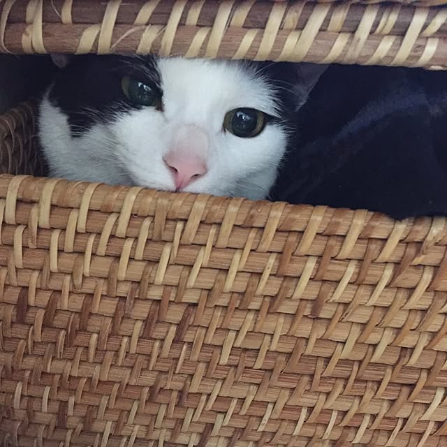 sakuraさんの実例写真