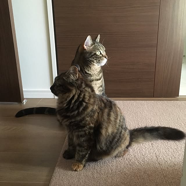 mikomaruさんの実例写真