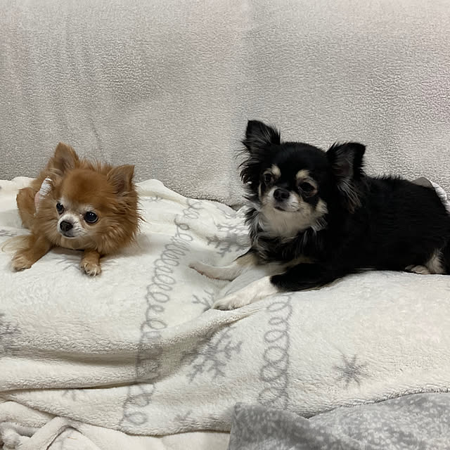 koroさんの実例写真