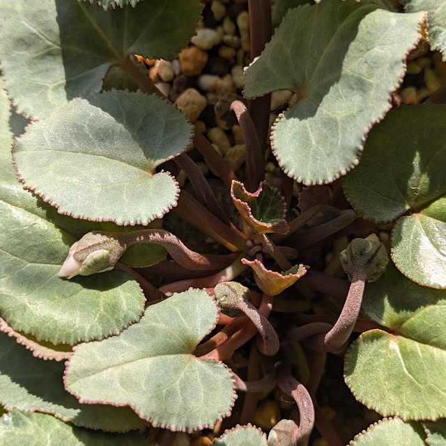 mi-saさんの部屋