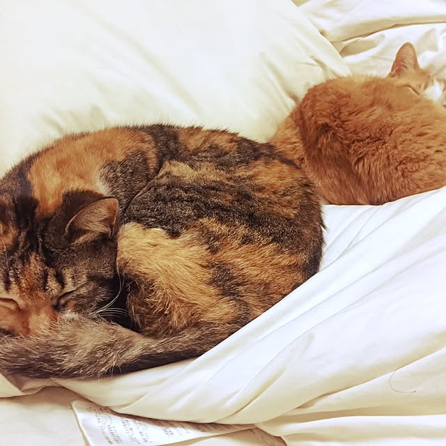 yoshinari_tokuteruさんの実例写真