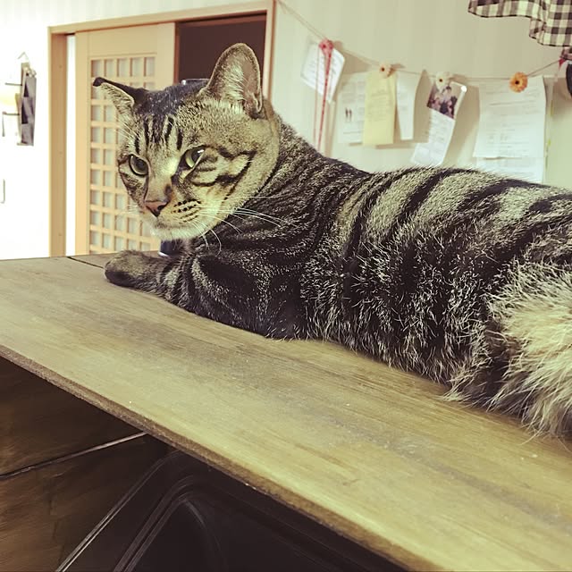 konnakanjiさんの実例写真