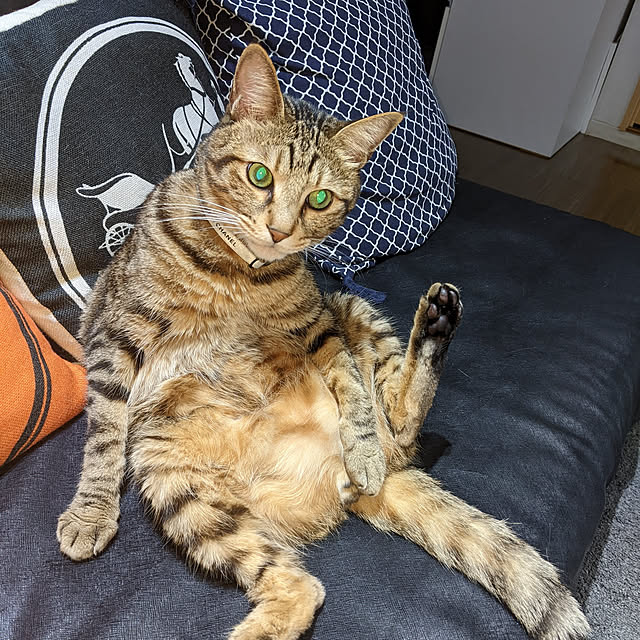 momoさんの実例写真