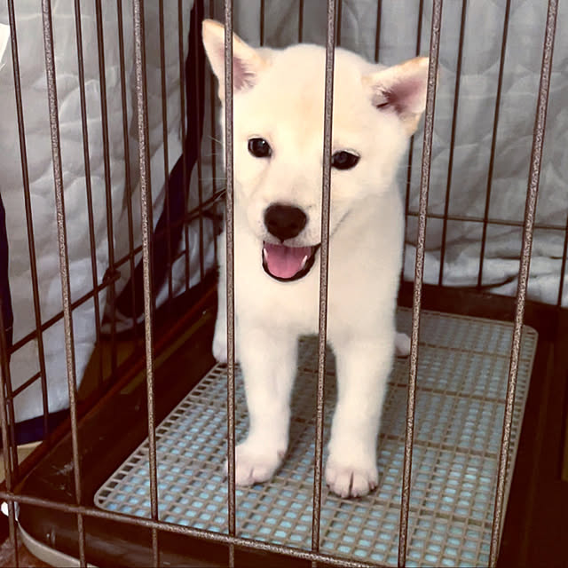 mo-nosukeさんの実例写真