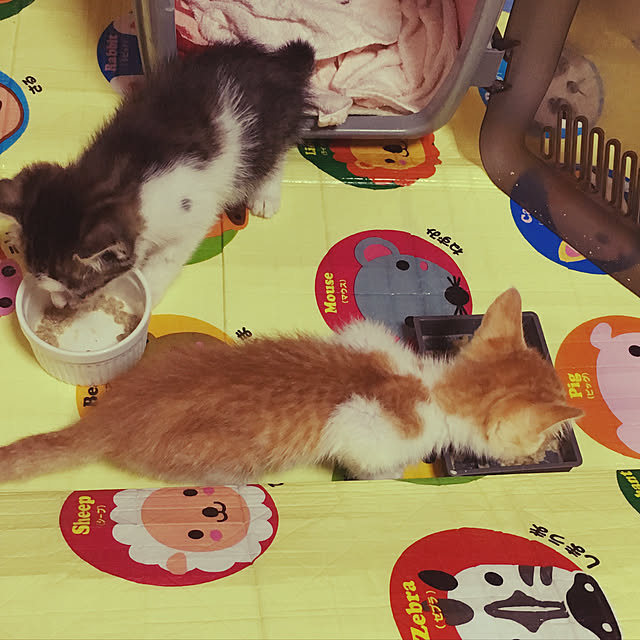 naaaaaさんの実例写真