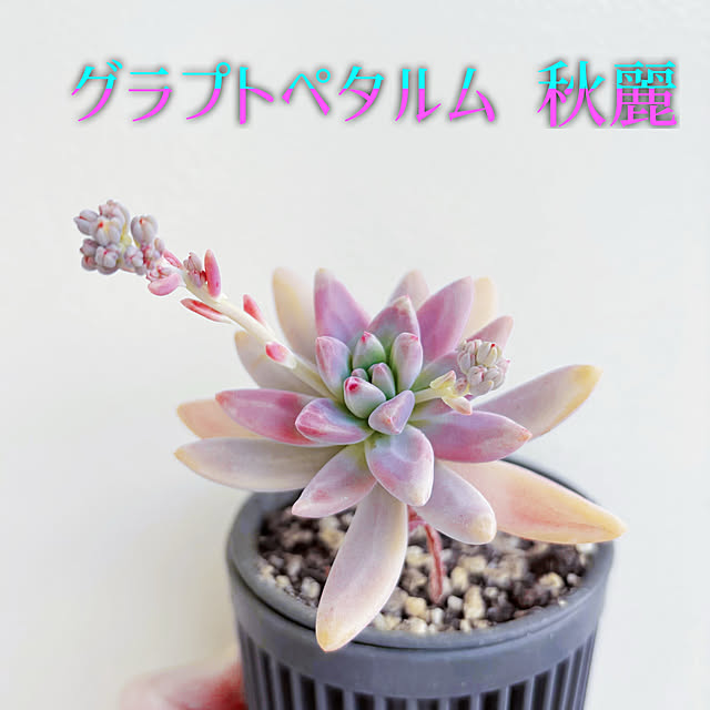 machikoooさんの実例写真