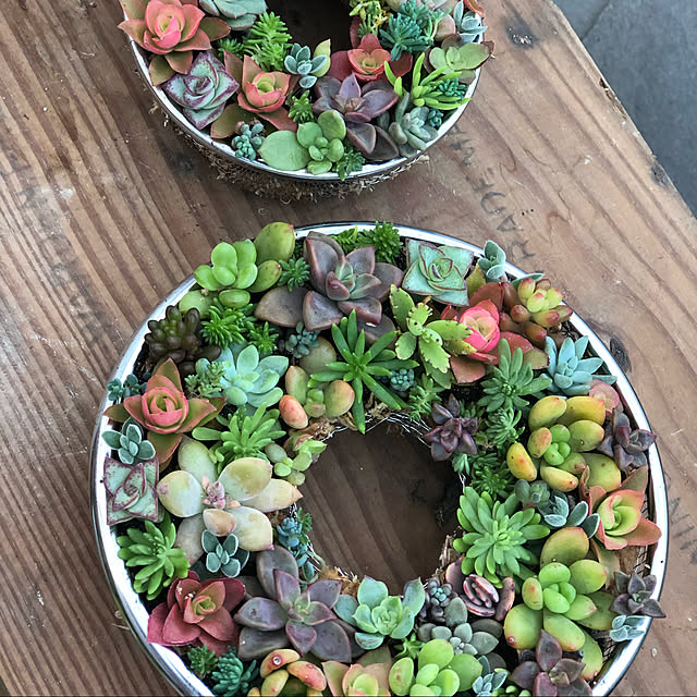 ハンドメイド/DIY/多肉植物/玄関/入り口のインテリア実例 - 2020-12-04 09:29:50