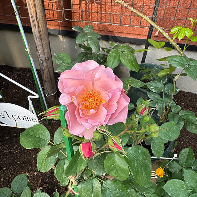 RoseLife5818さんの部屋