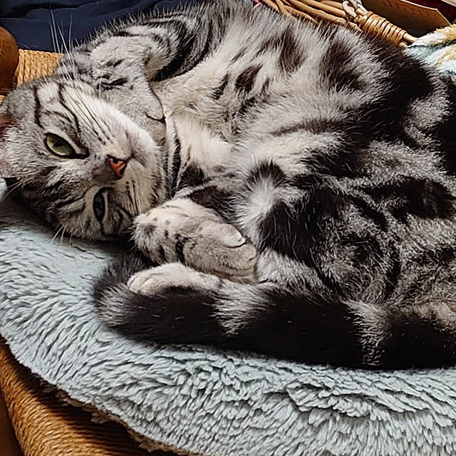 CatClipさんの実例写真