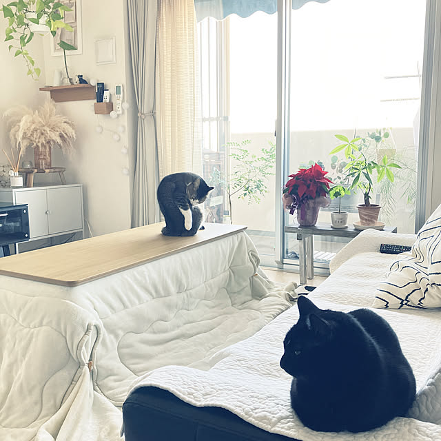 nekomiさんの部屋