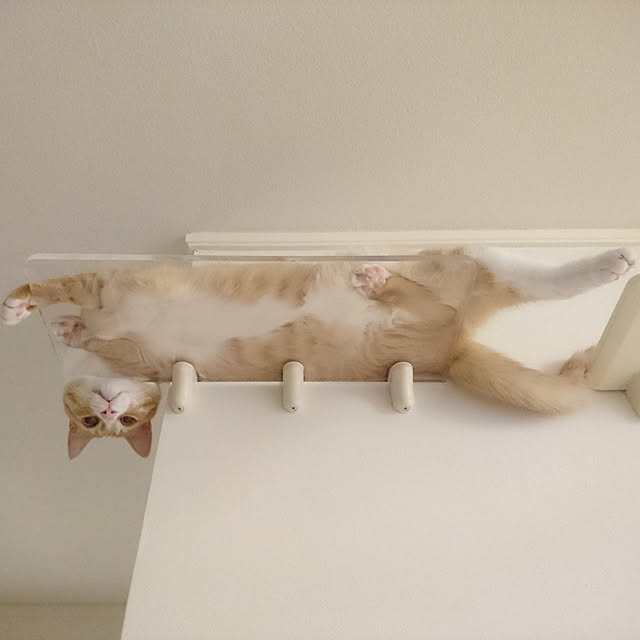 poteさんの実例写真