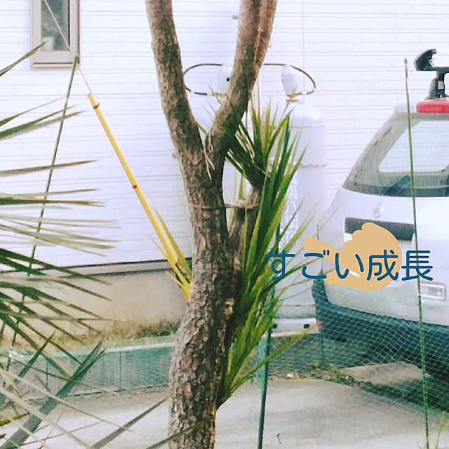 natumamaさんの実例写真