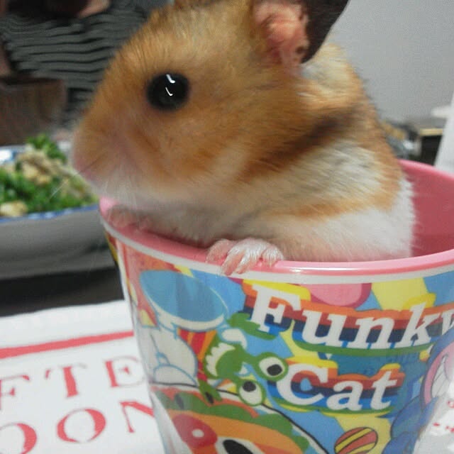 MIKIさんの実例写真
