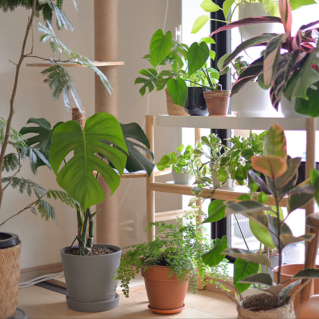 棚/観葉植物/ナチュラル/IKEA/北欧...などのインテリア実例 - 2023-09-07 21:16:28