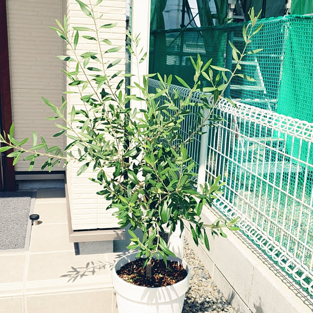 sa-mamaさんの実例写真