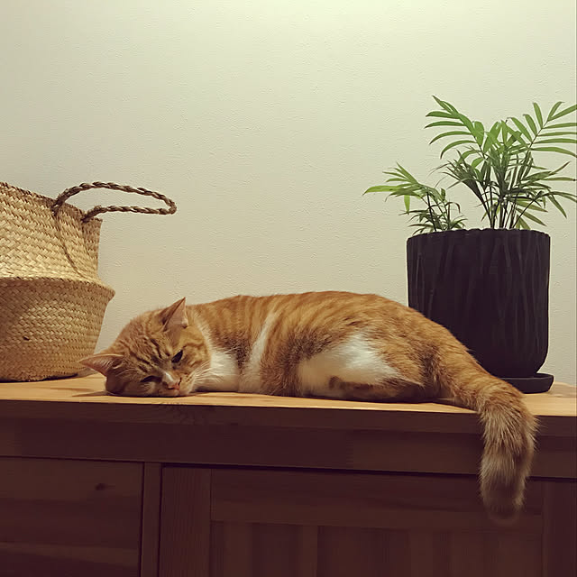 Kobamiさんの実例写真