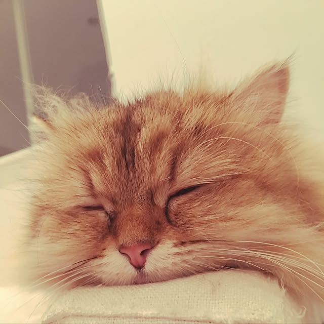 koumeさんの実例写真