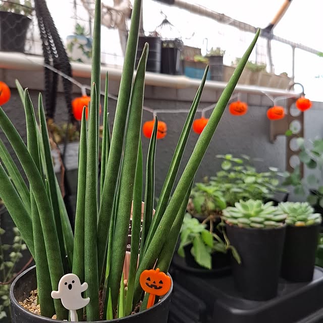 noaさんの実例写真