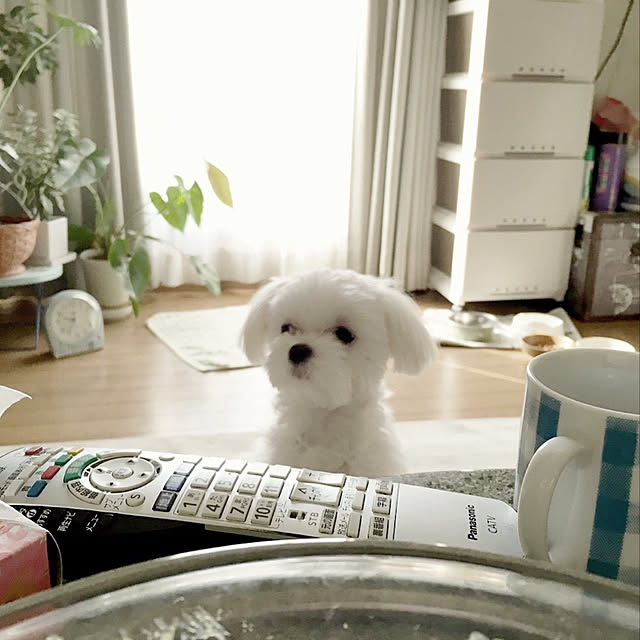 hanamilkoさんの実例写真