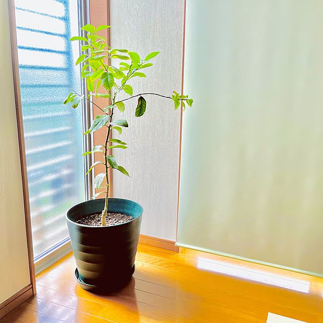miao-kinさんの実例写真