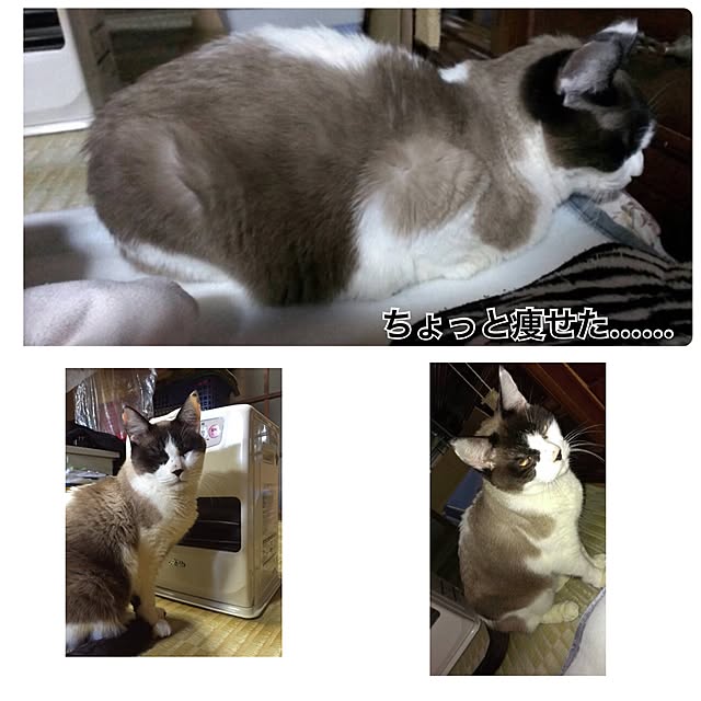 Ringo8chさんの実例写真