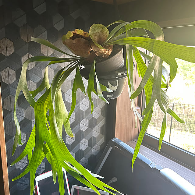 contenpaさんの実例写真