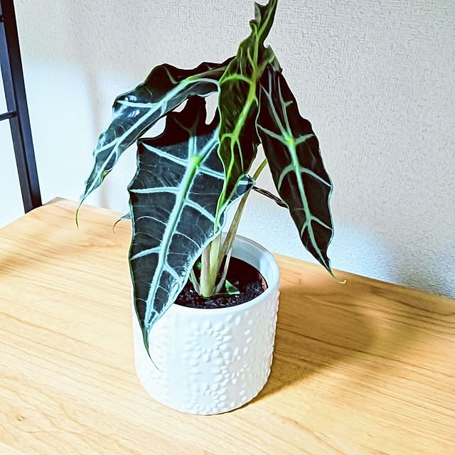 hanachanさんの実例写真